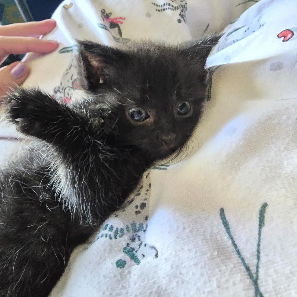 Spook, Adoptable, Kitten Male Domestic Short Hair.