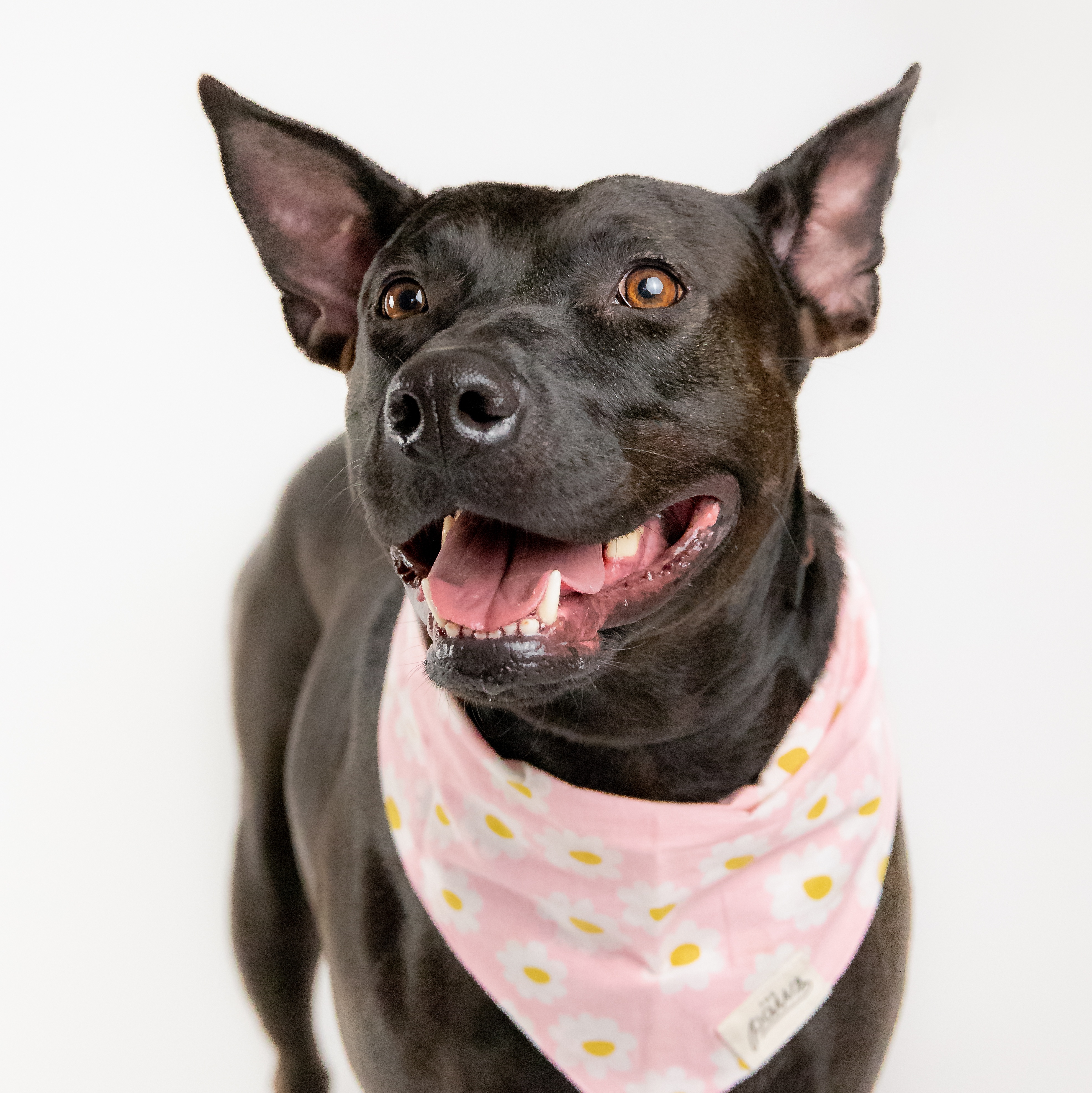 Barbie, a Adoptable mixed breed in Houston, TX image 5/6