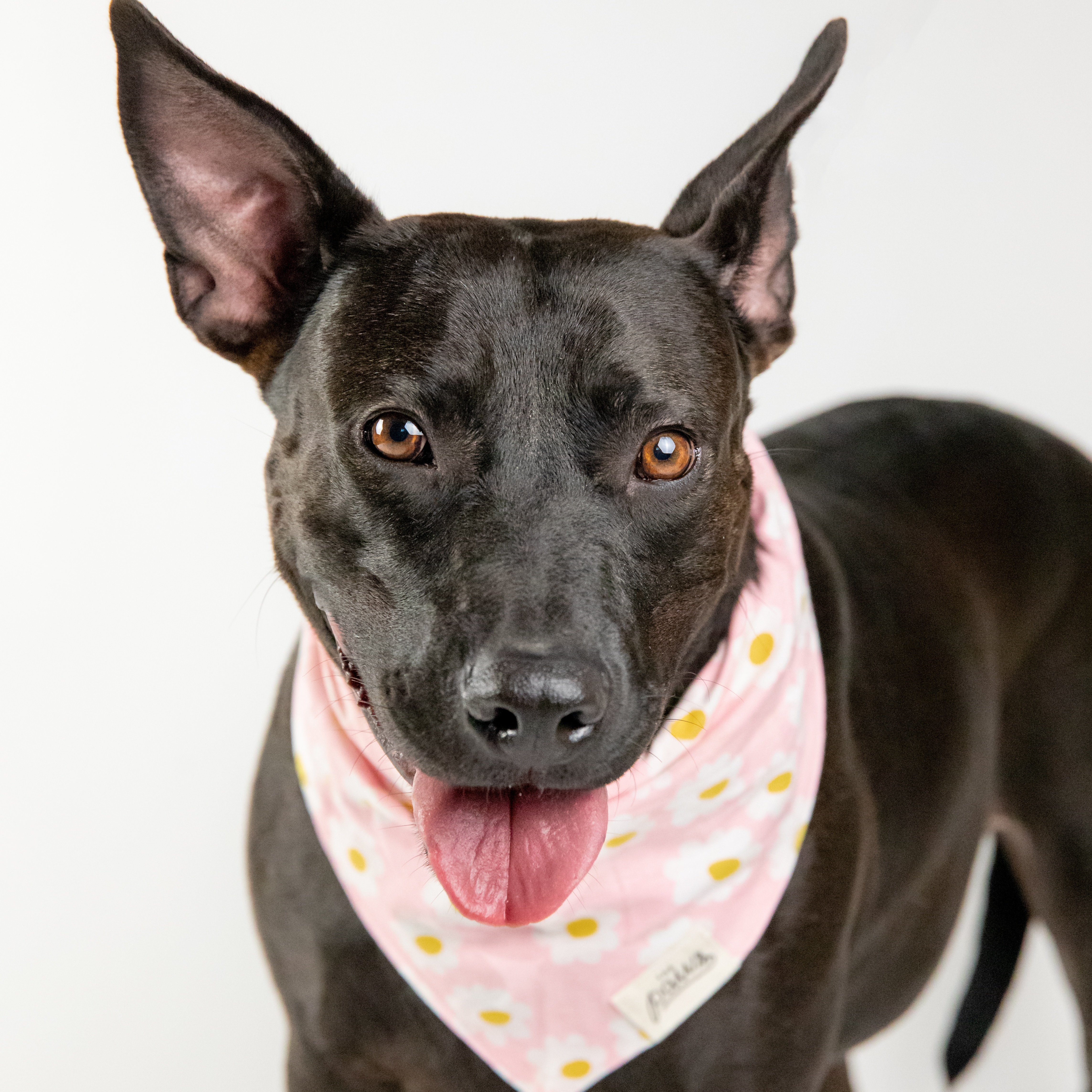 Barbie, Adoptable, Adult Female Pit Bull Terrier & American Staffordshire Terrier.