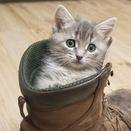 Pepper, adopted, Kitten Female Tabby.