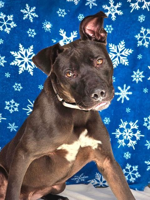 COACH, Adoptable, Young Male Labrador Retriever & Pit Bull Terrier.