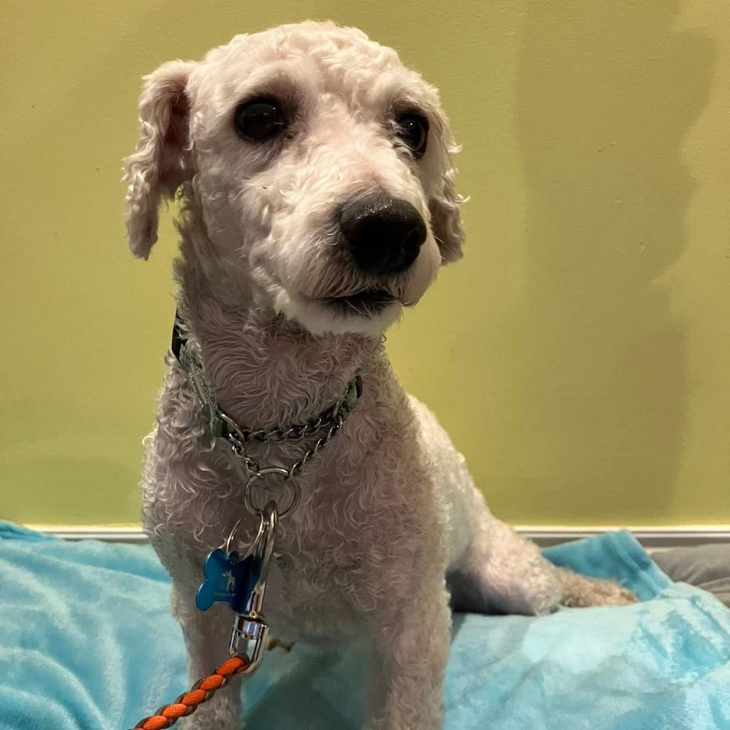 Graphite, Adoptable, Adult Male Bichon Frise.