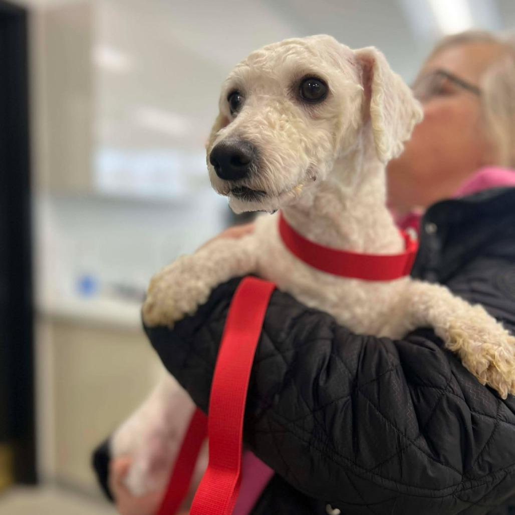 Graphite, Adoptable, Adult Male Bichon Frise.
