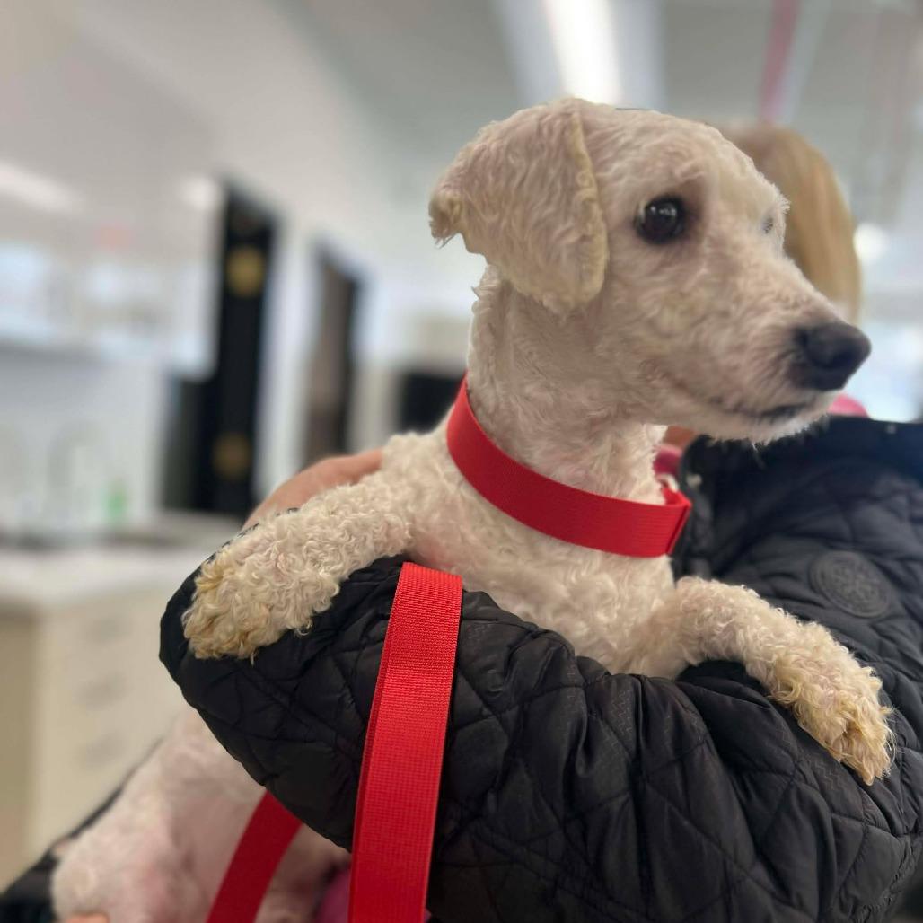 Graphite, a Adoptable Bichon Frise in St. Charles, IL image 2/3