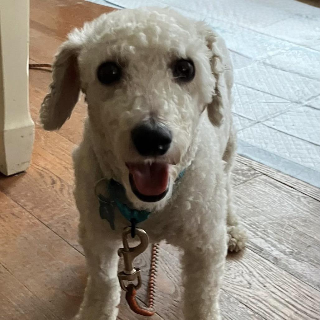 Enlarge Graphite, a Adoptable Bichon Frise in St. Charles, IL image 4/6
