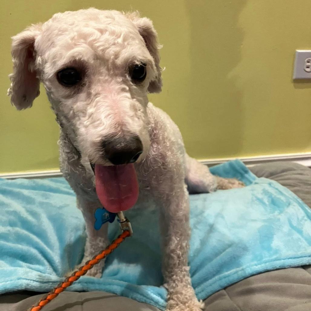 Enlarge Graphite, a Adoptable Bichon Frise in St. Charles, IL image 6/6