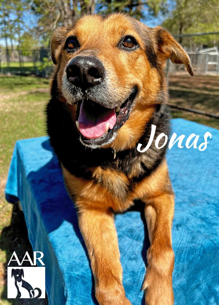 Jonas, Adoptable, Senior Male Shepherd.