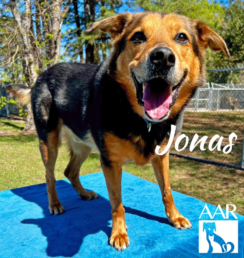 Enlarge Jonas, a Adoptable mixed breed in Magnolia, TX image 4/6