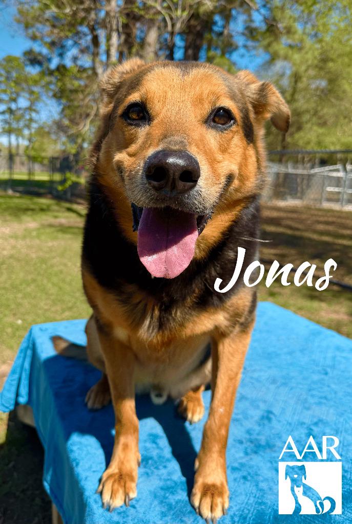 Enlarge Jonas, a Adoptable mixed breed in Magnolia, TX image 6/6