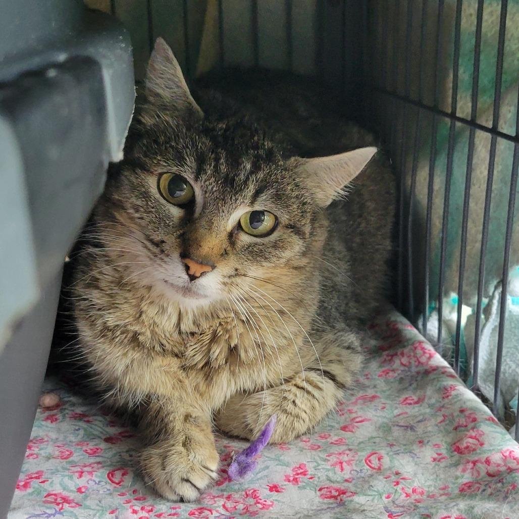 Enlarge Nikki, a Adoptable Domestic Short Hair in Milan, IL image 1/1