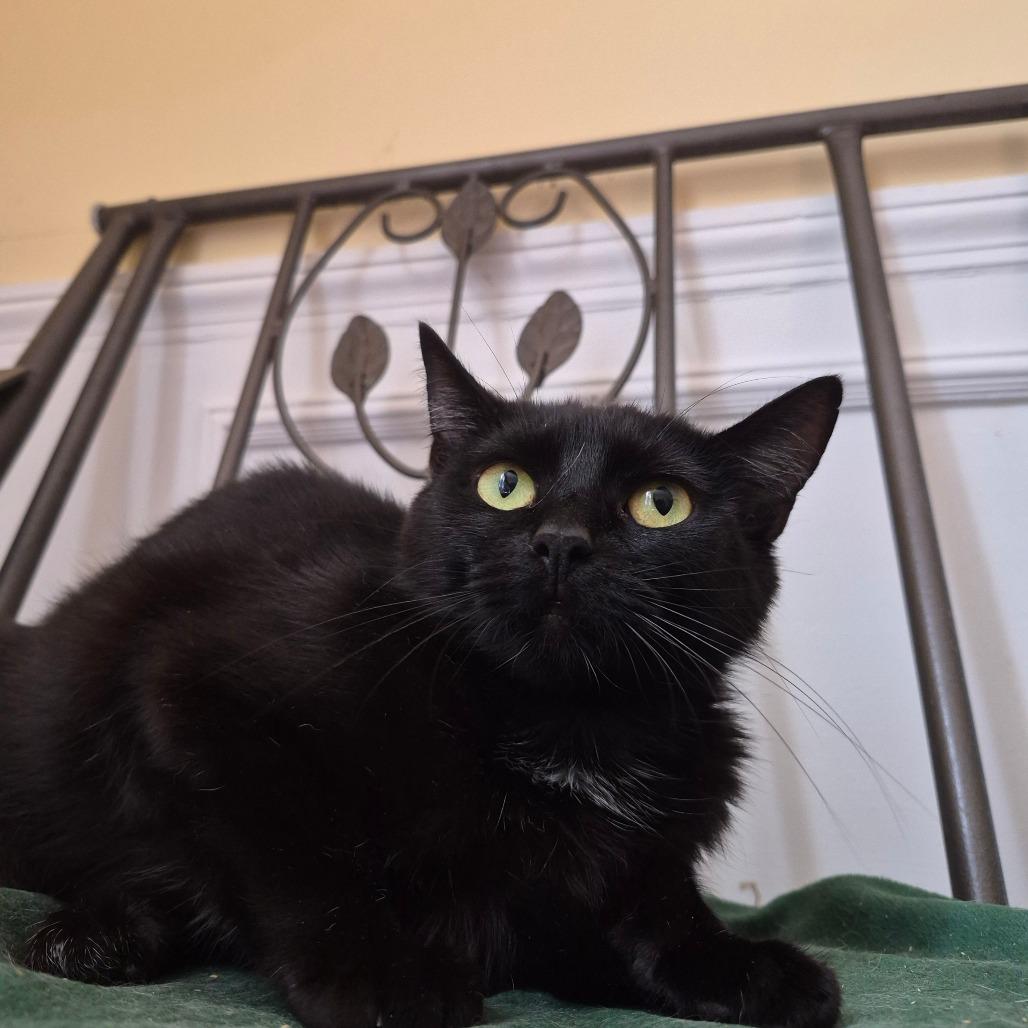 Alberta, Adoptable, Young Female Domestic Short Hair.