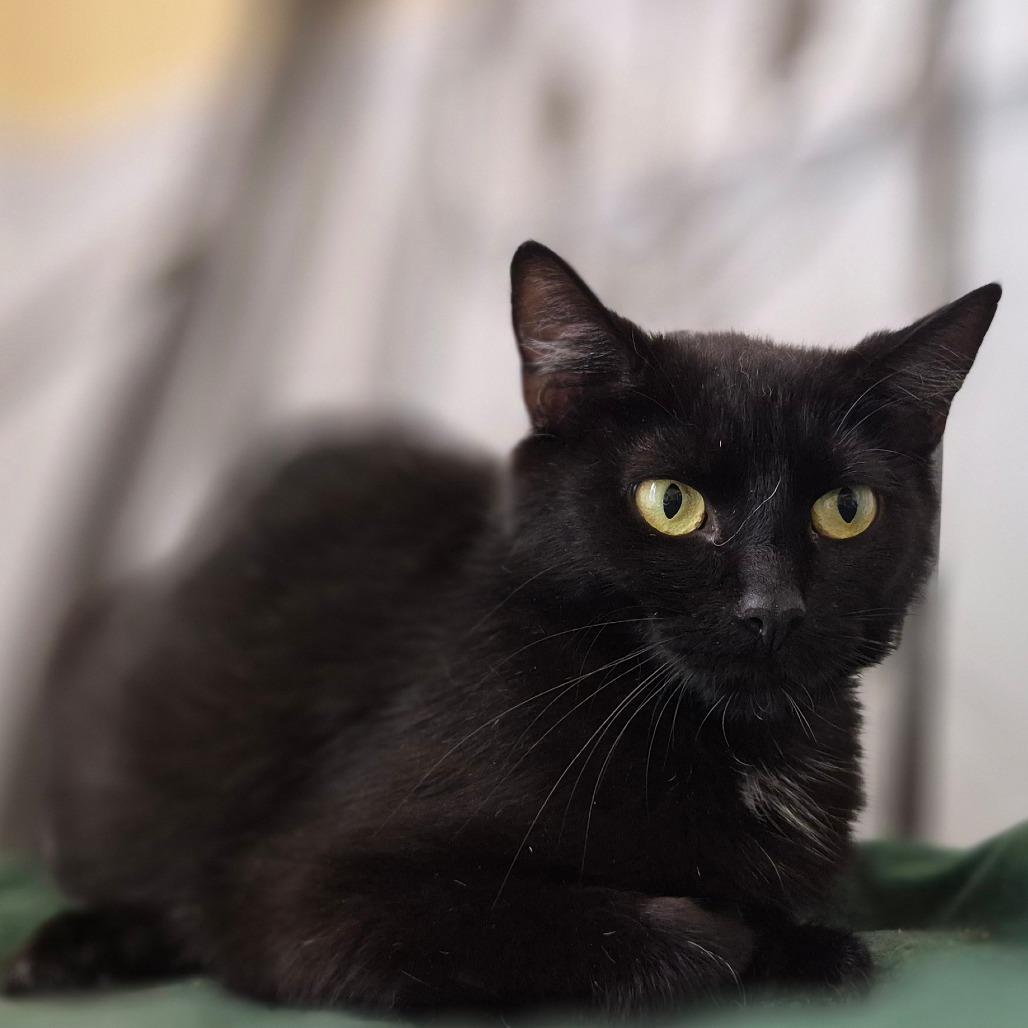 Enlarge Alberta, a Adoptable Domestic Short Hair in Lexington, KY image 2/6