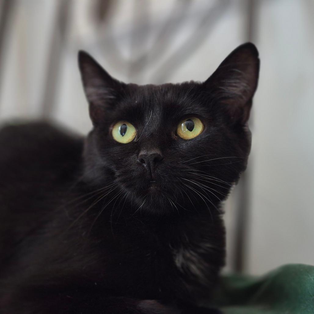 Enlarge Alberta, a Adoptable Domestic Short Hair in Lexington, KY image 3/6
