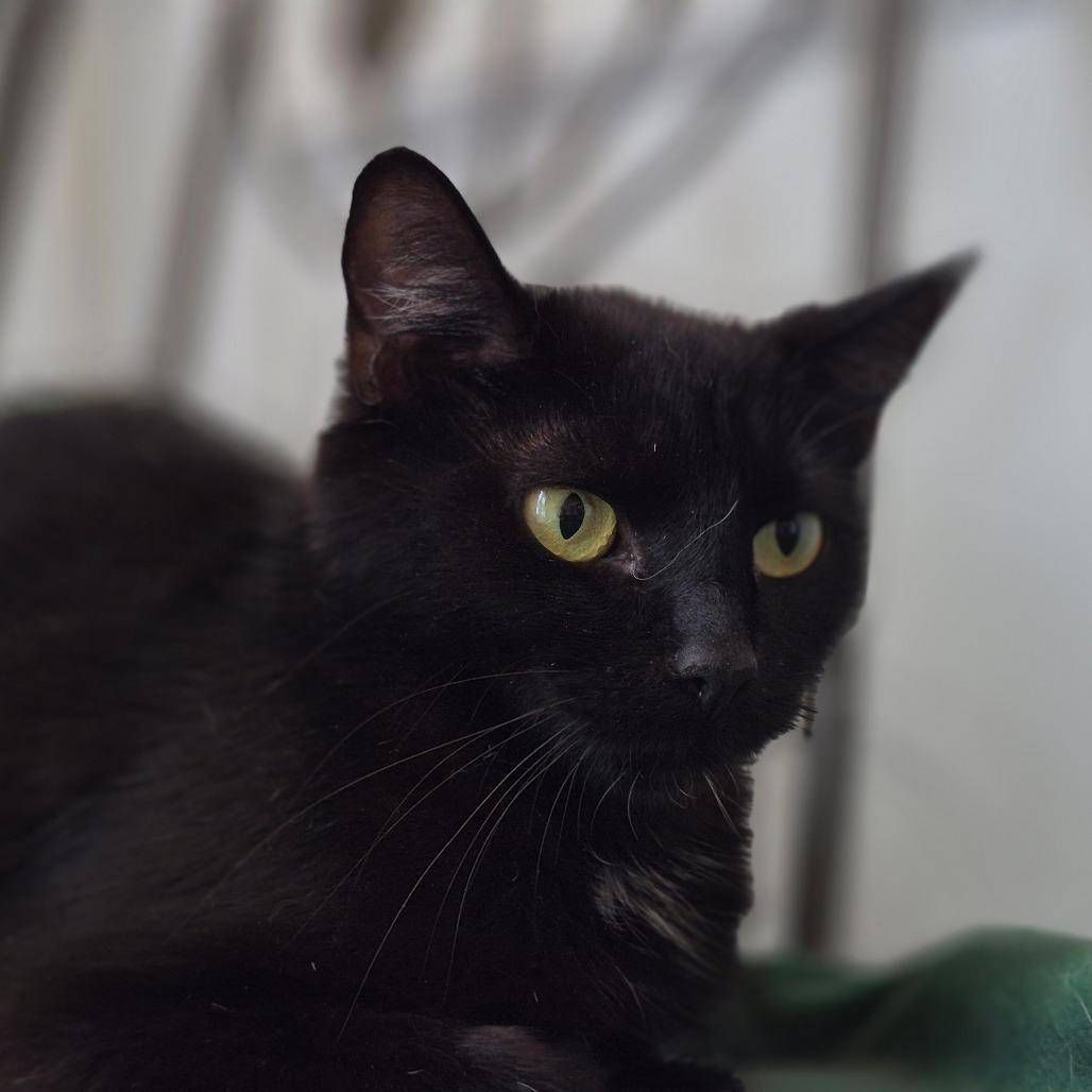 Enlarge Alberta, a Adoptable Domestic Short Hair in Lexington, KY image 4/6
