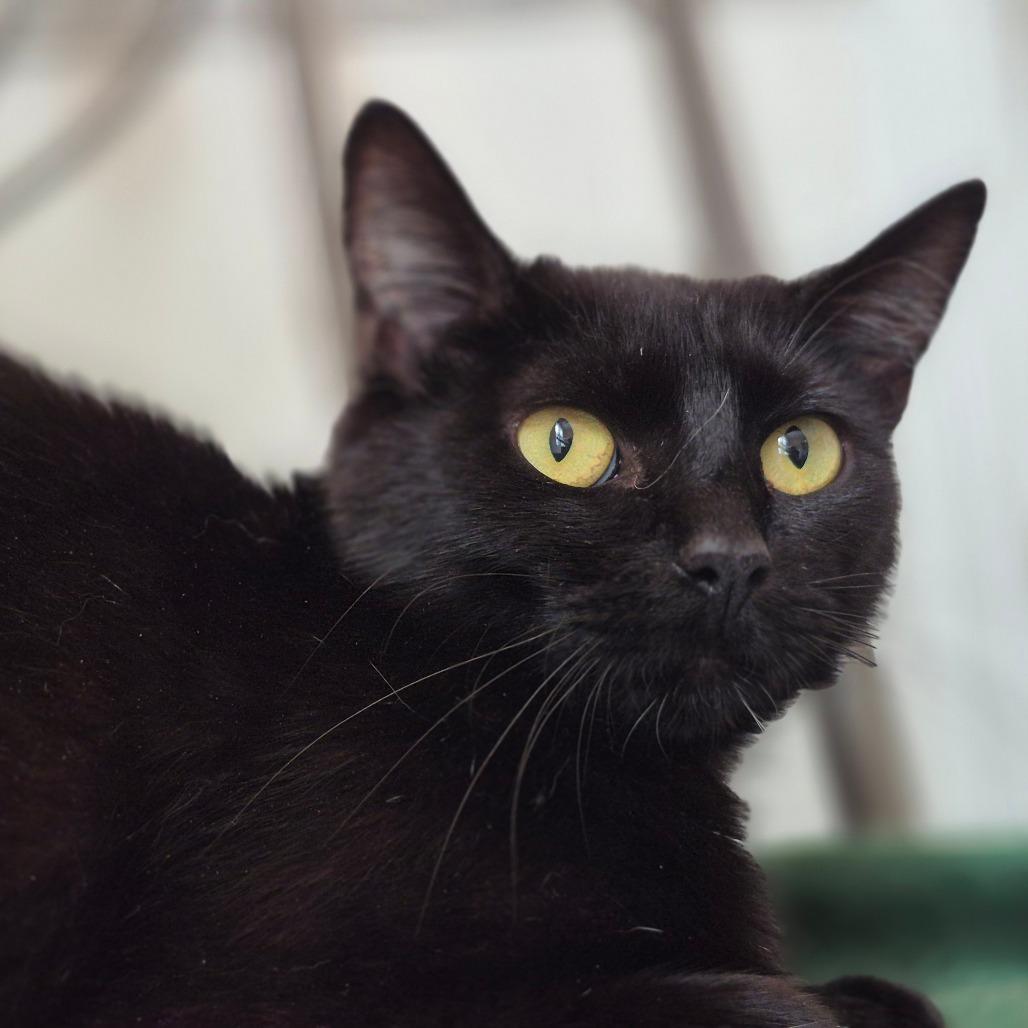 Enlarge Alberta, a Adoptable Domestic Short Hair in Lexington, KY image 5/6