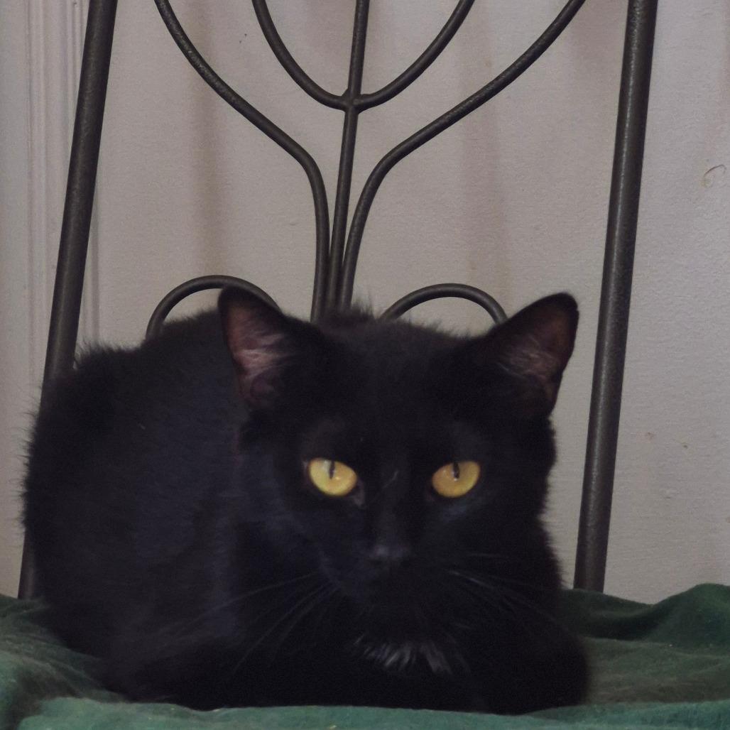 Enlarge Alberta, a Adoptable Domestic Short Hair in Lexington, KY image 6/6
