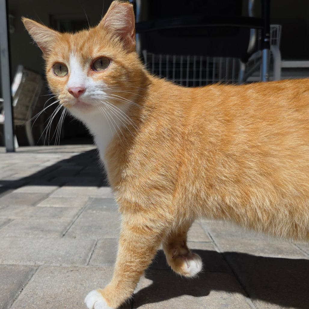 Crysto, Adoptable, Adult Male Domestic Short Hair.