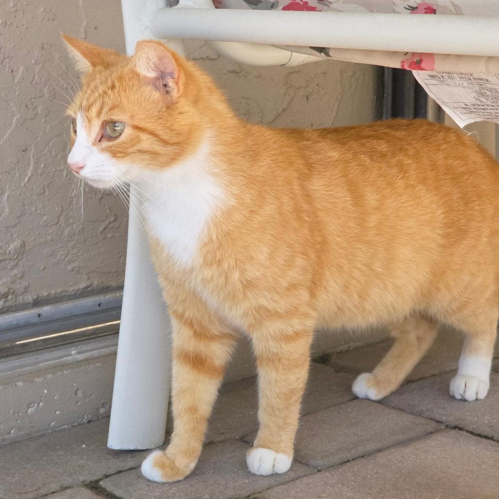Crysto, a Adoptable Domestic Short Hair in Williston, FL image 2/6