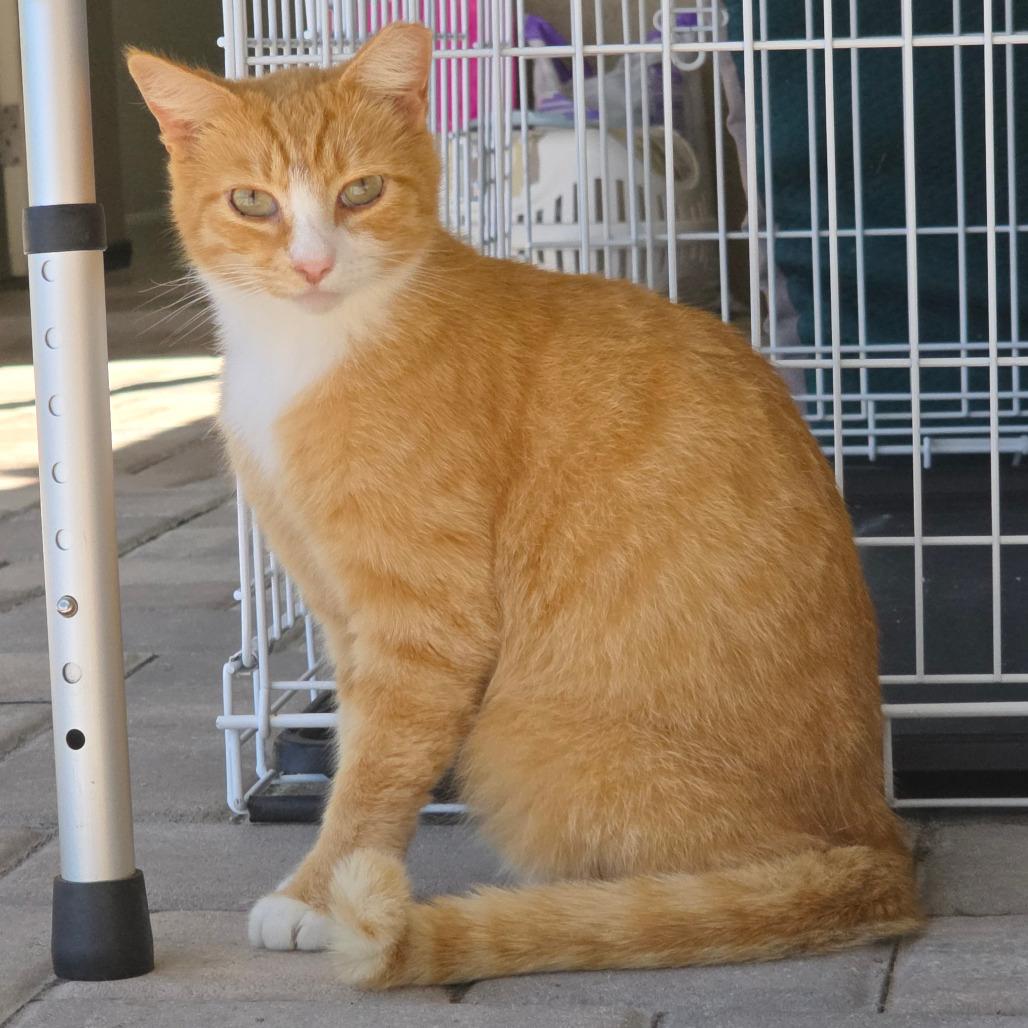 Crysto, a Adoptable Domestic Short Hair in Williston, FL image 3/6