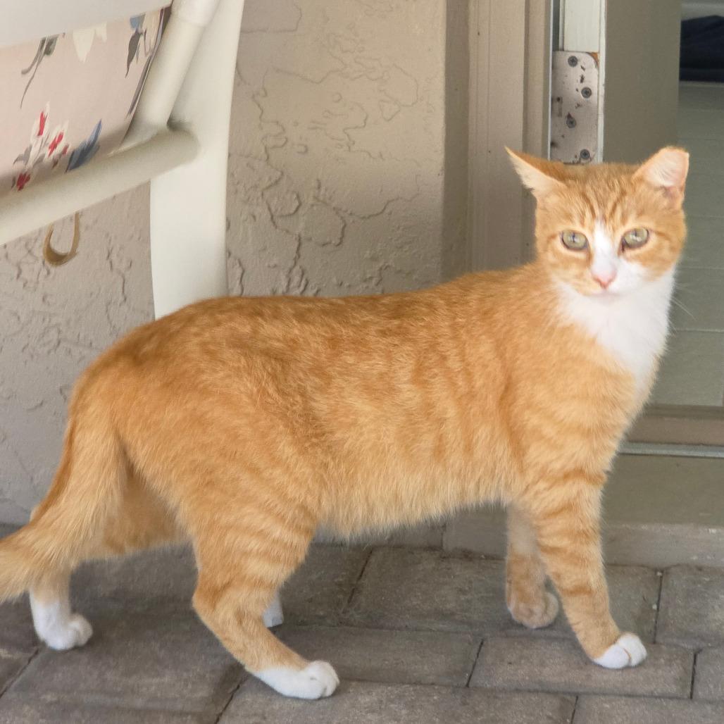 Crysto, a Adoptable Domestic Short Hair in Williston, FL image 4/6