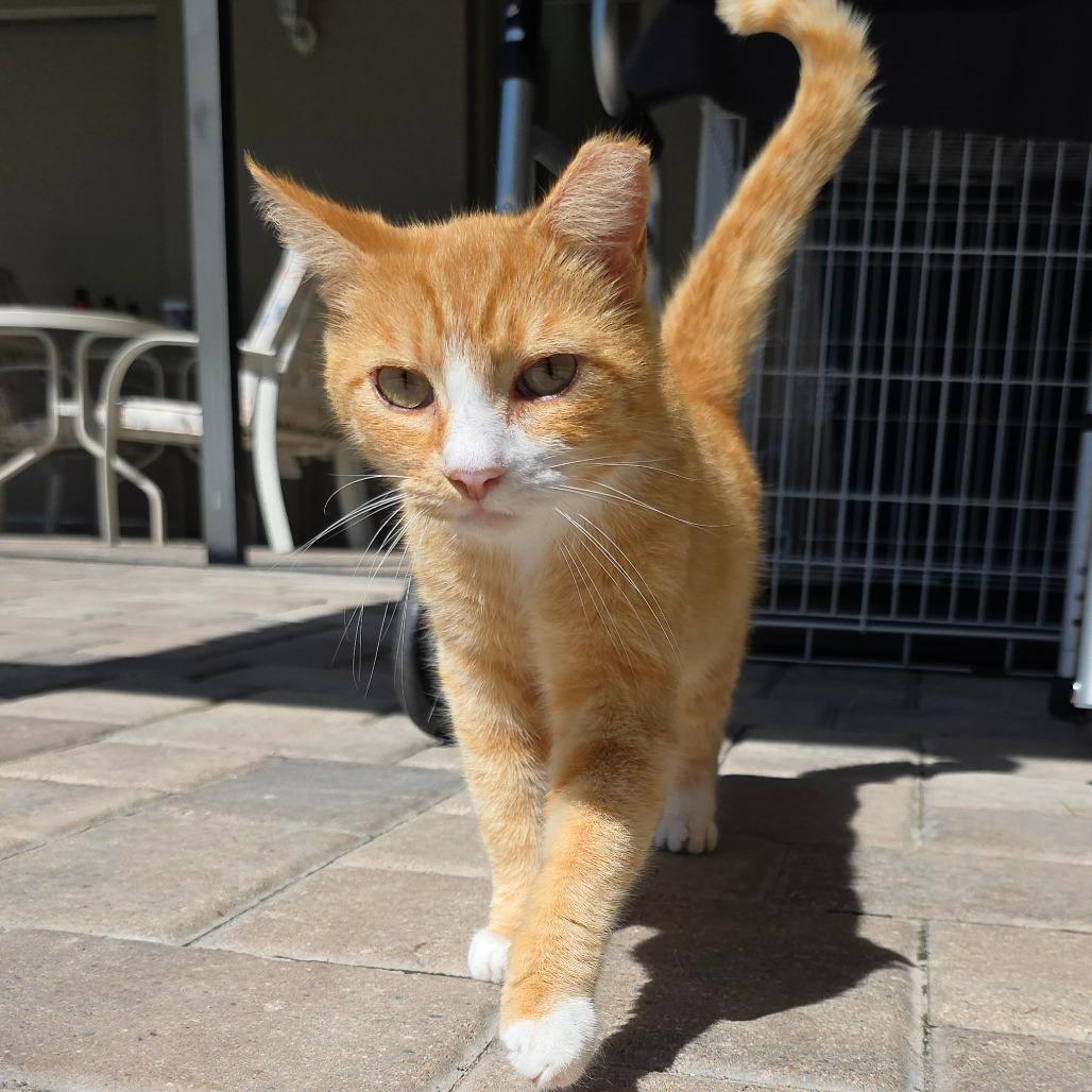 Crysto, a Adoptable Domestic Short Hair in Williston, FL image 5/6