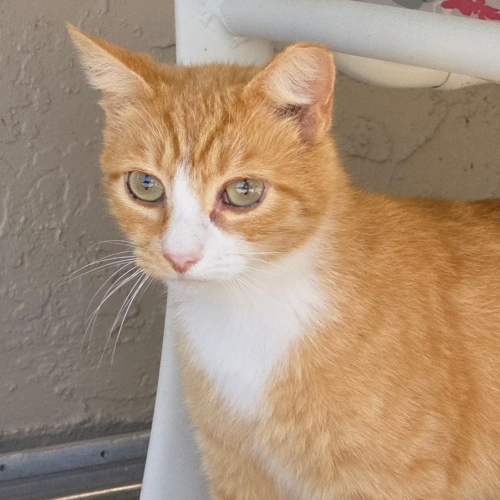Crysto, a Adoptable Domestic Short Hair in Williston, FL image 6/6