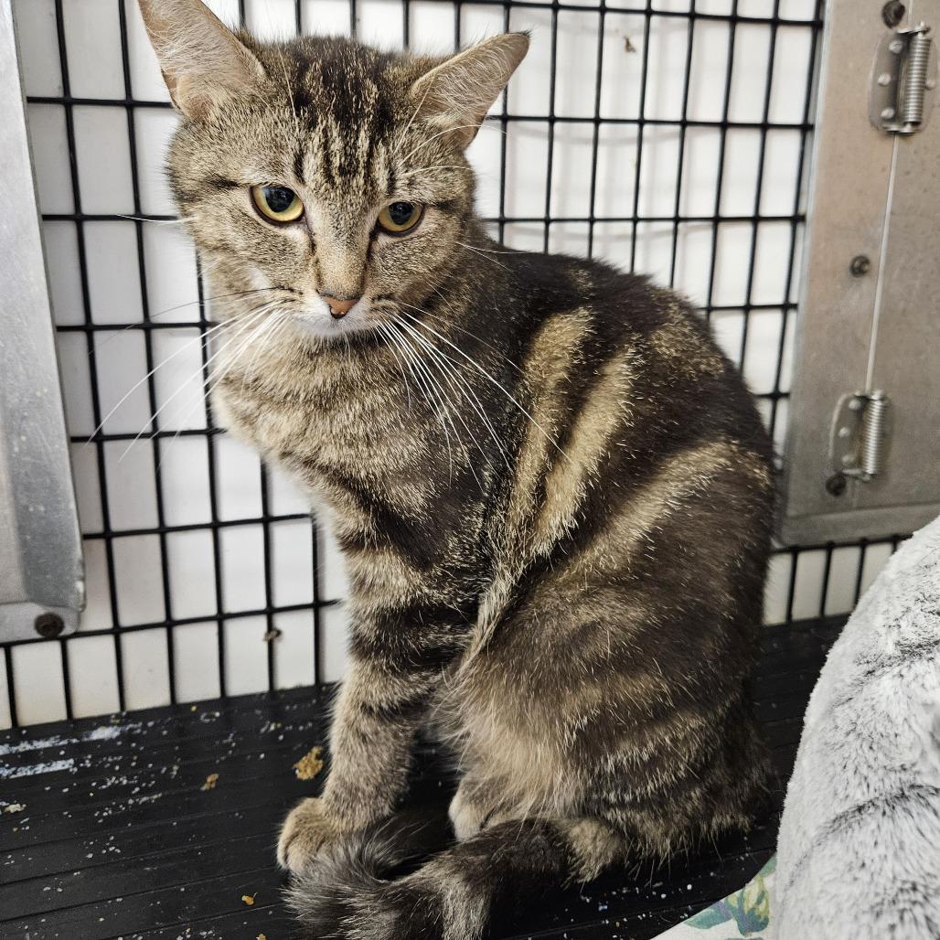 Enlarge Harper, a Adoptable Domestic Short Hair in Kingman, KS image 1/3