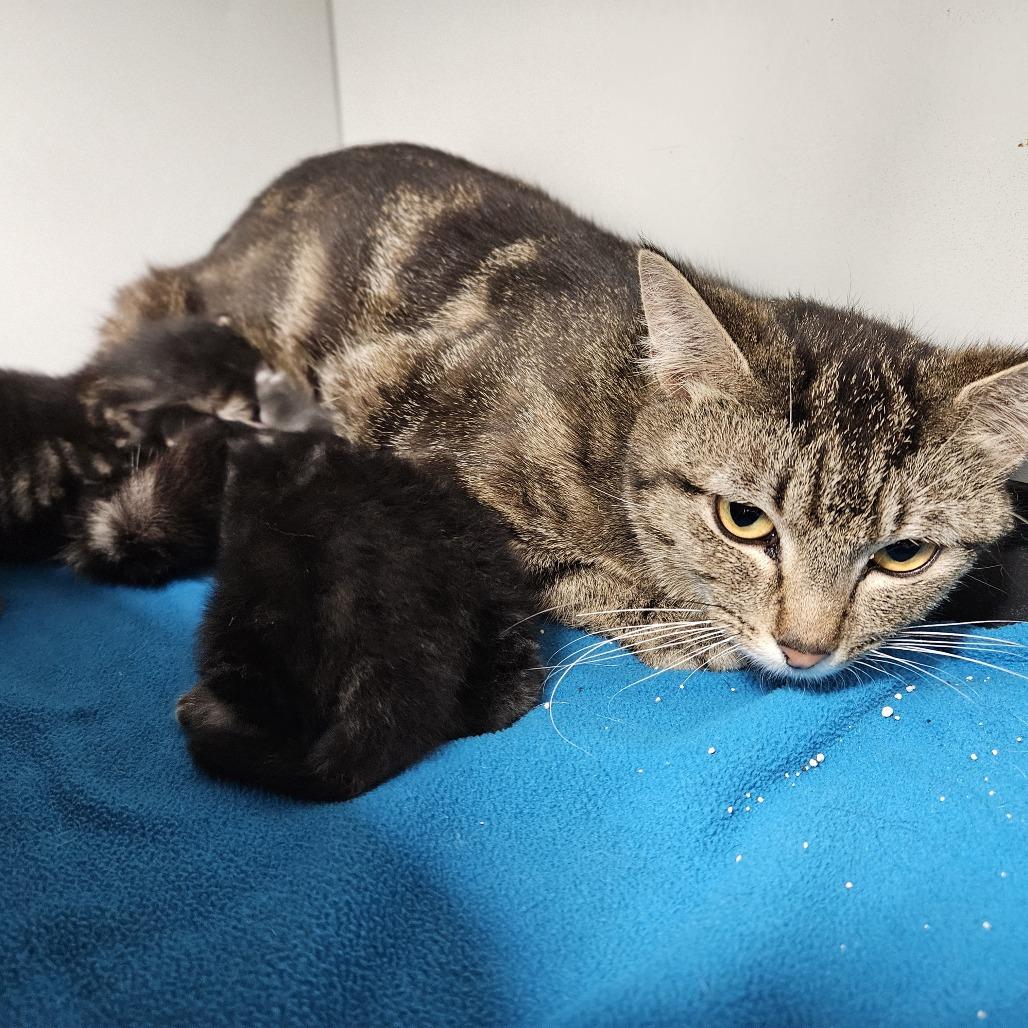 Enlarge Harper, a Adoptable Domestic Short Hair in Kingman, KS image 2/3