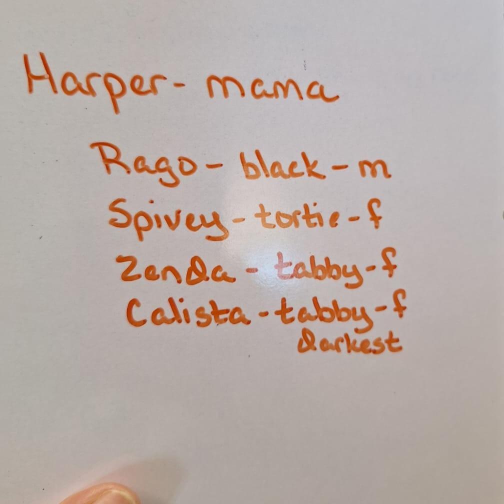 Enlarge Harper, a Adoptable Domestic Short Hair in Kingman, KS image 3/3