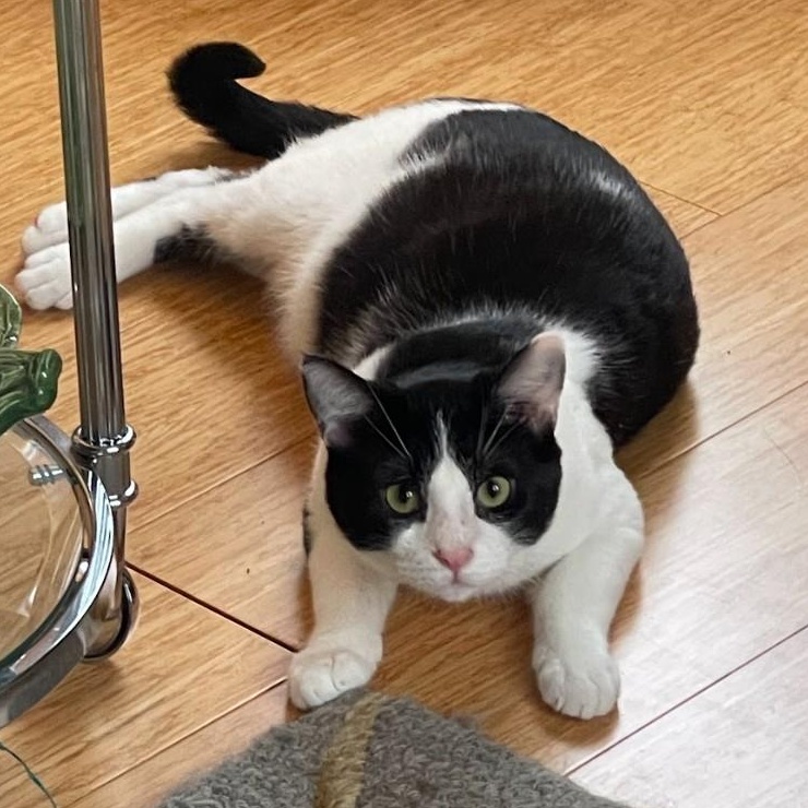 Ducky (Bonded to Goose), ADOPTABLE, Kitten Male Domestic Short Hair.