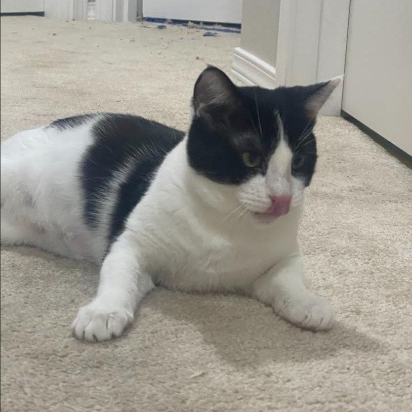 Enlarge Ducky (Bonded to Goose), a ADOPTABLE Domestic Short Hair in Renton , WA image 3/6