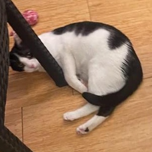 Enlarge Ducky (Bonded to Goose), a ADOPTABLE Domestic Short Hair in Renton , WA image 4/6