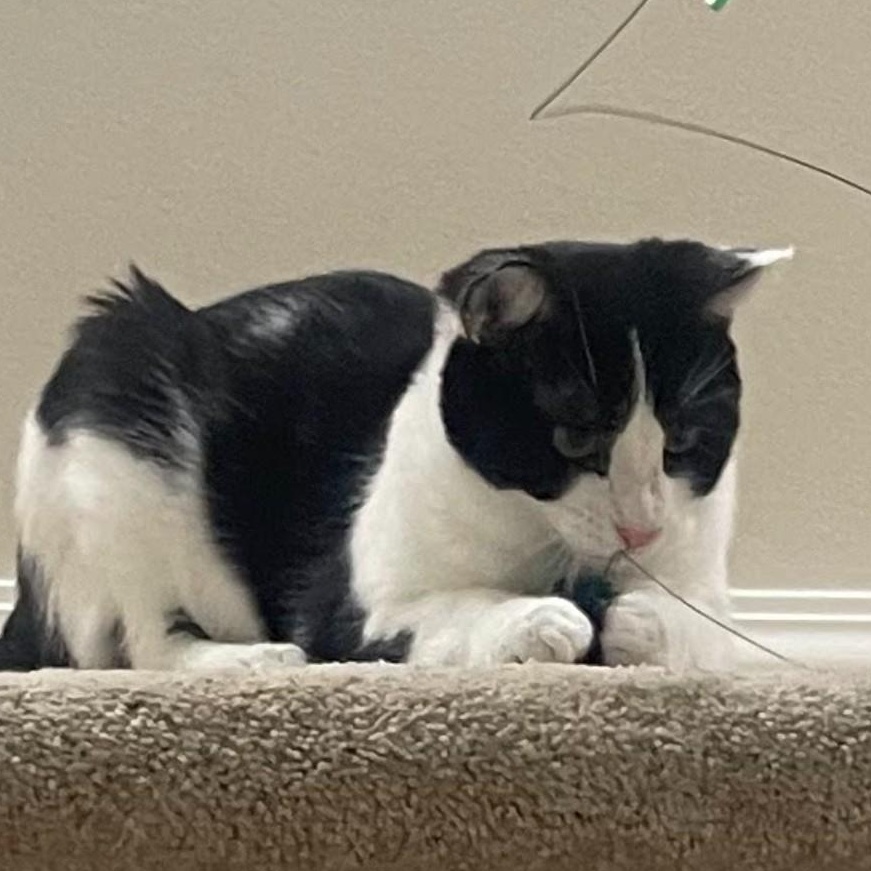 Enlarge Ducky (Bonded to Goose), a ADOPTABLE Domestic Short Hair in Renton , WA image 5/6