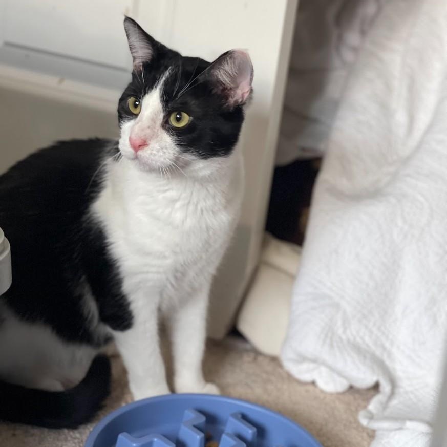 Enlarge Ducky (Bonded to Goose), a ADOPTABLE Domestic Short Hair in Renton , WA image 2/6