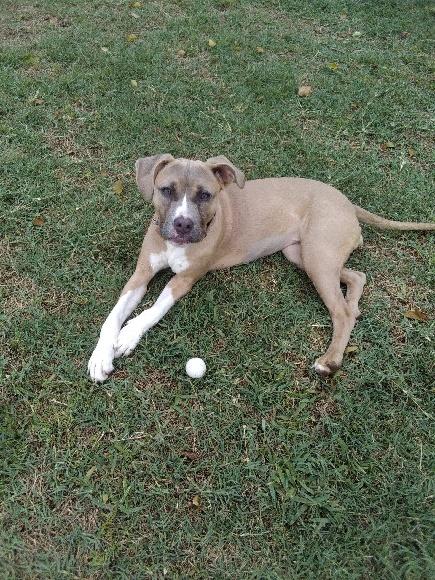 Enlarge Maggie , an adopted mixed breed in Weeki Wachee, FL image 2/6