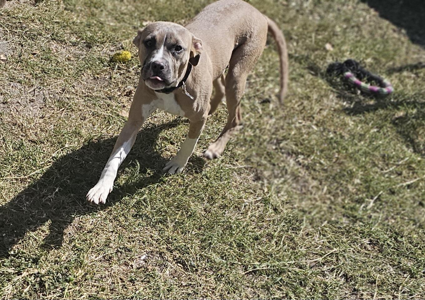 Enlarge Maggie , an adopted mixed breed in Weeki Wachee, FL image 5/6