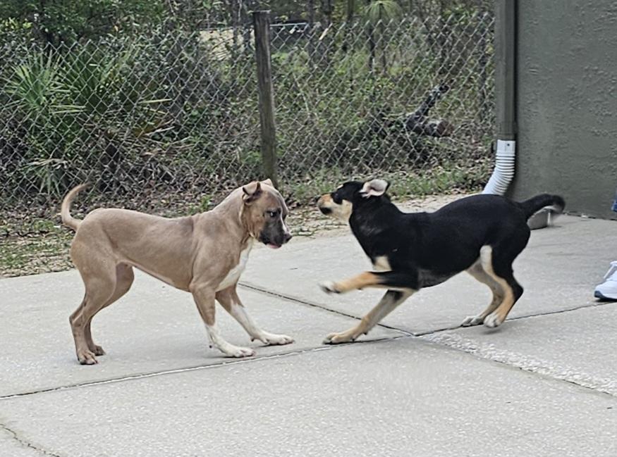 Enlarge Maggie , an adopted mixed breed in Weeki Wachee, FL image 4/6