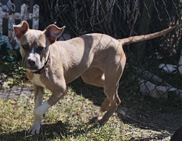Enlarge Maggie , an adopted mixed breed in Weeki Wachee, FL image 3/6