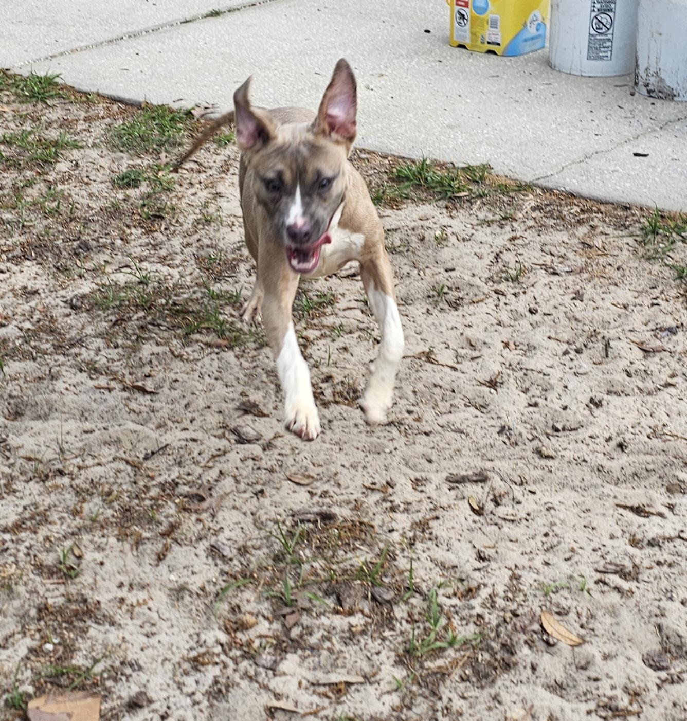 Enlarge Maggie , an adopted mixed breed in Weeki Wachee, FL image 1/6