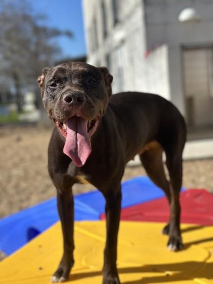 Enlarge Thelma (Unfurr-getables), a Adoptable mixed breed in New Orleans, LA image 1/3