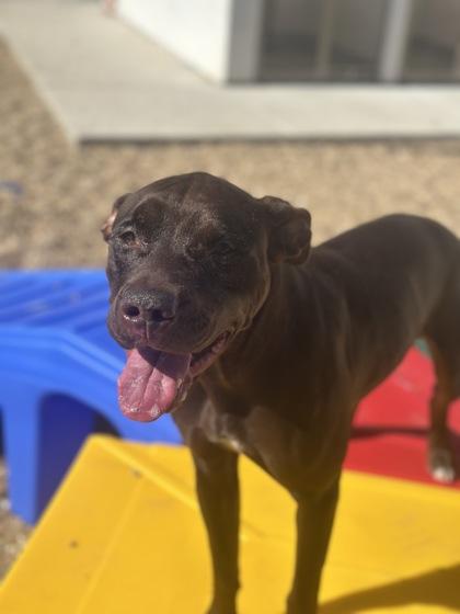 Enlarge Thelma (Unfurr-getables), a Adoptable mixed breed in New Orleans, LA image 2/3