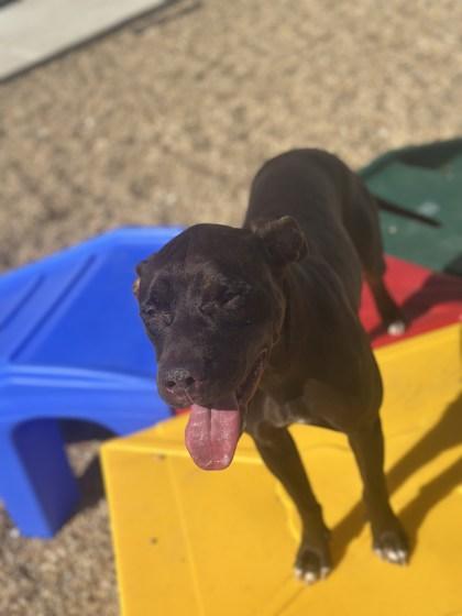 Enlarge Thelma (Unfurr-getables), a Adoptable mixed breed in New Orleans, LA image 3/3