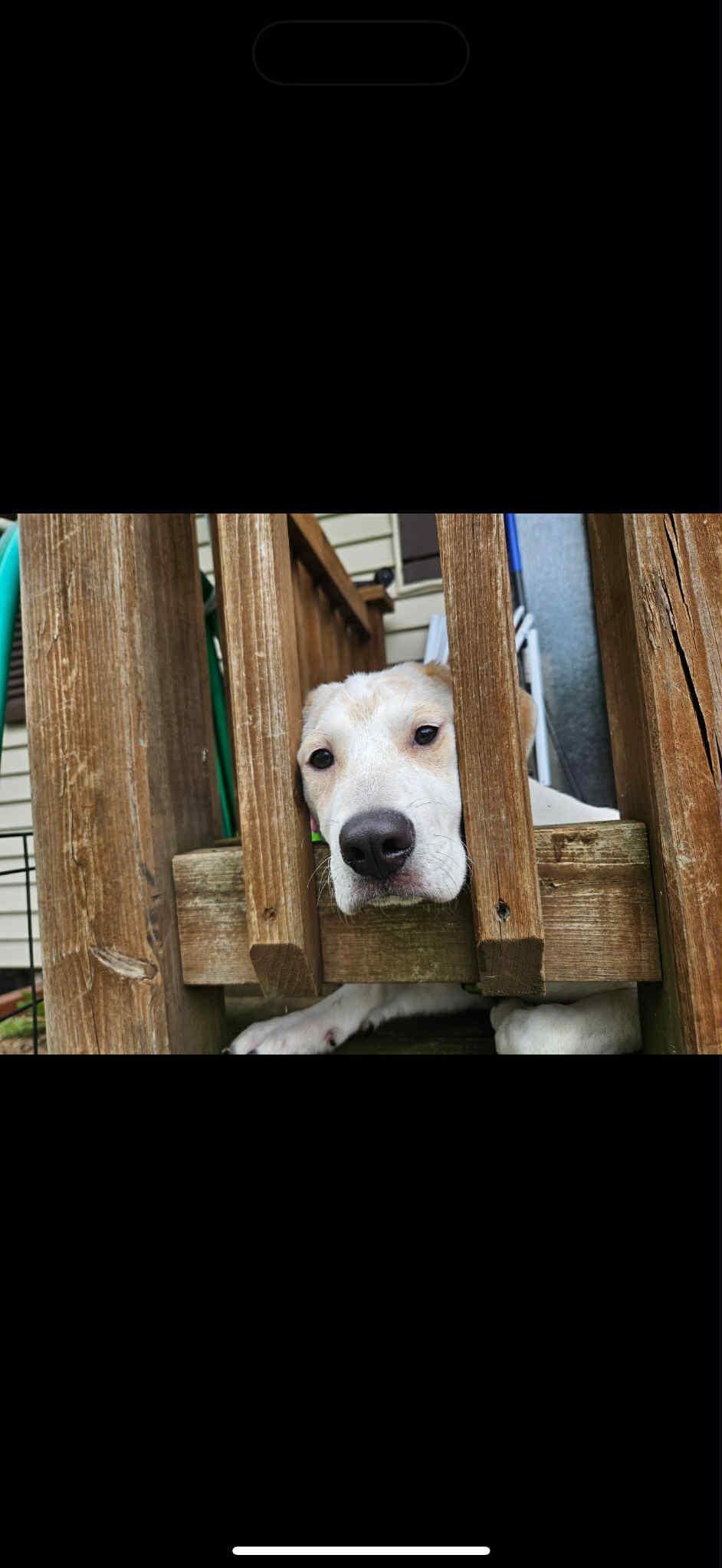 Dottie - In Foster photo 4