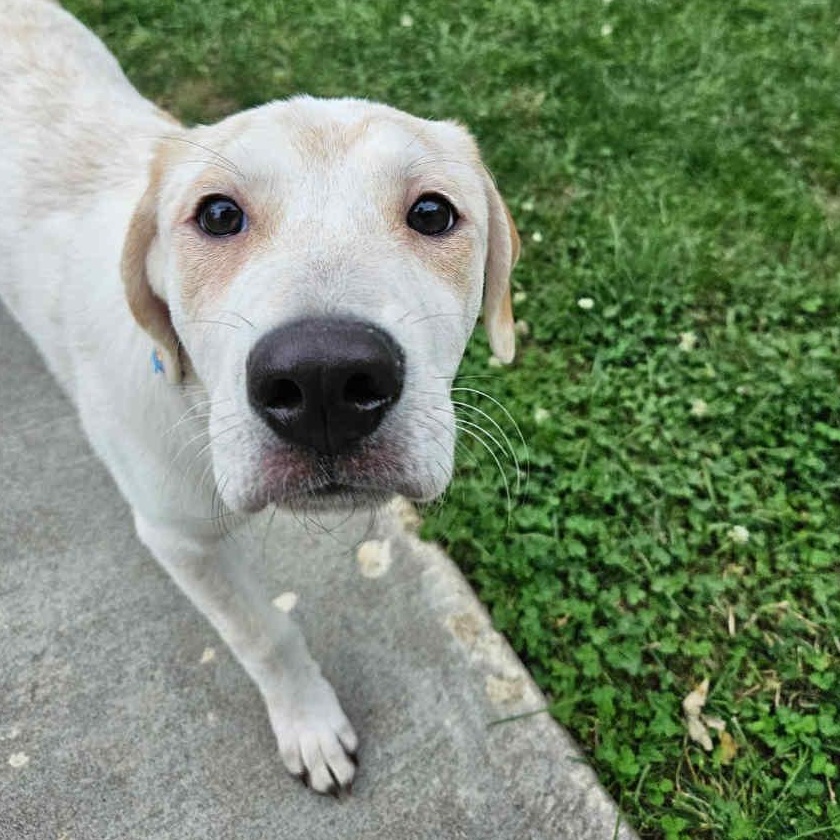 Dottie - In Foster