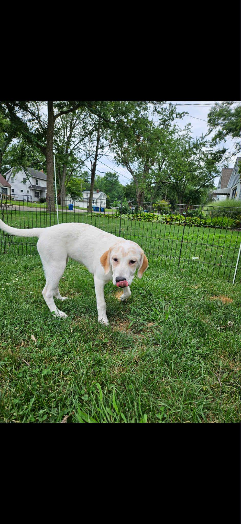 Dottie - In Foster photo 3