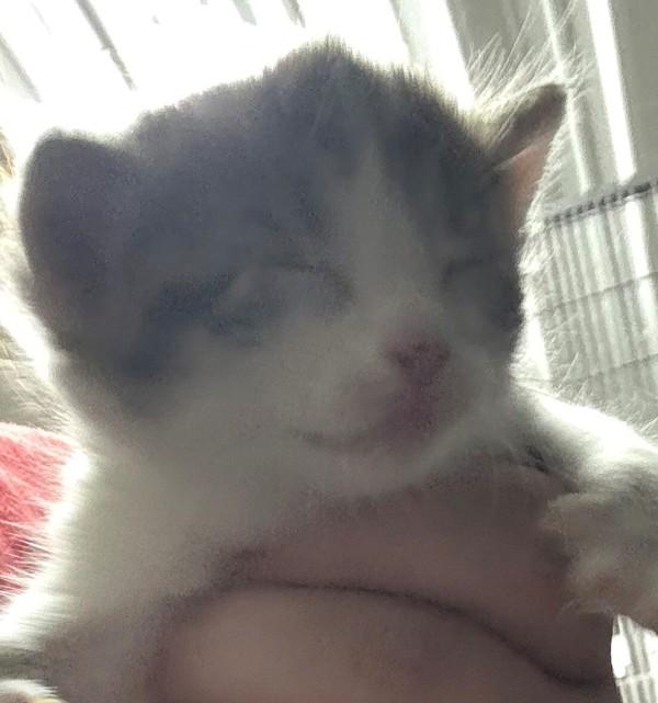 Cyrus, Adoptable, Kitten Female Domestic Short Hair.