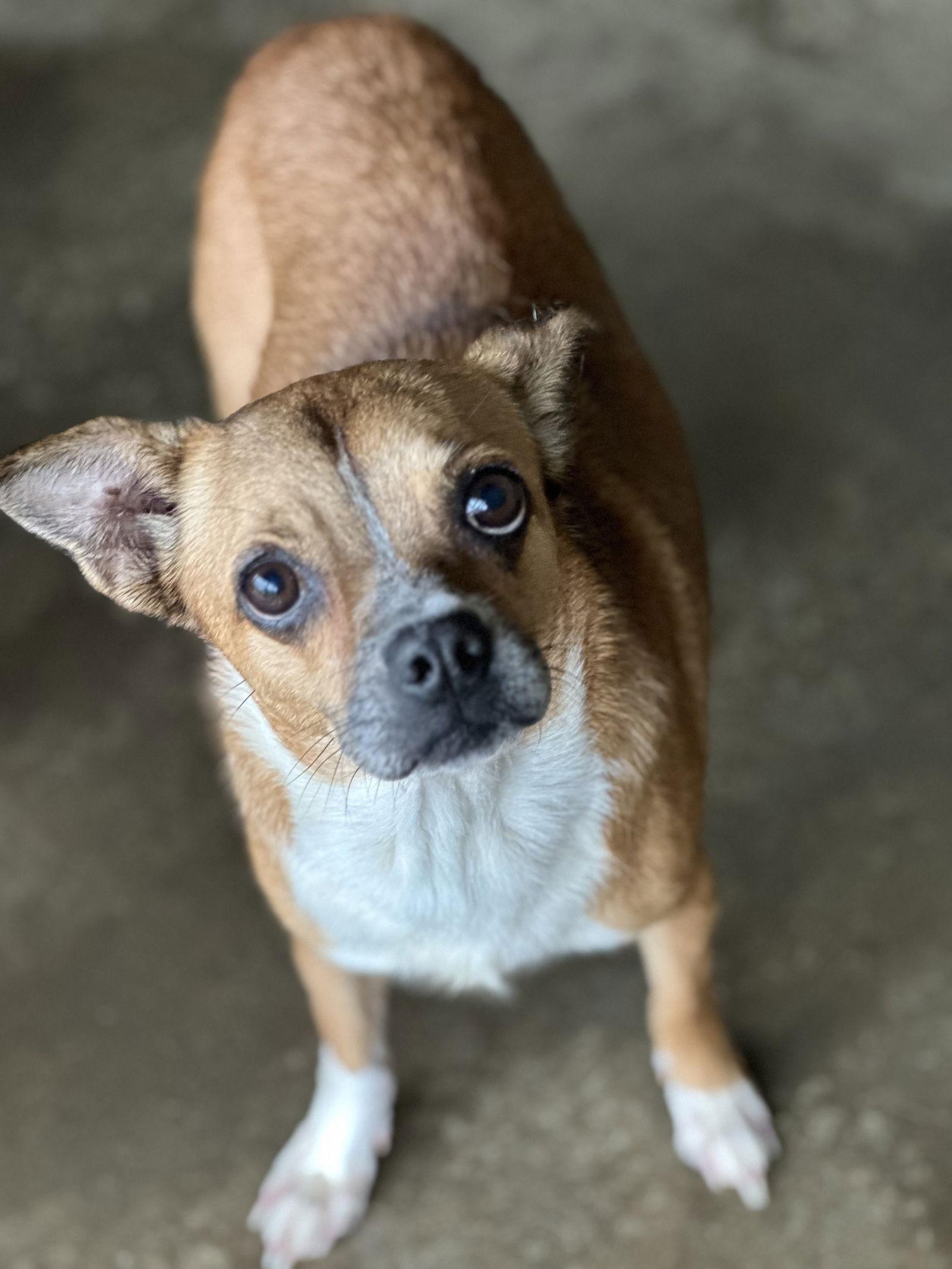 Enlarge Jersey, a Adopted mixed breed in Sistersville, WV image 1/1