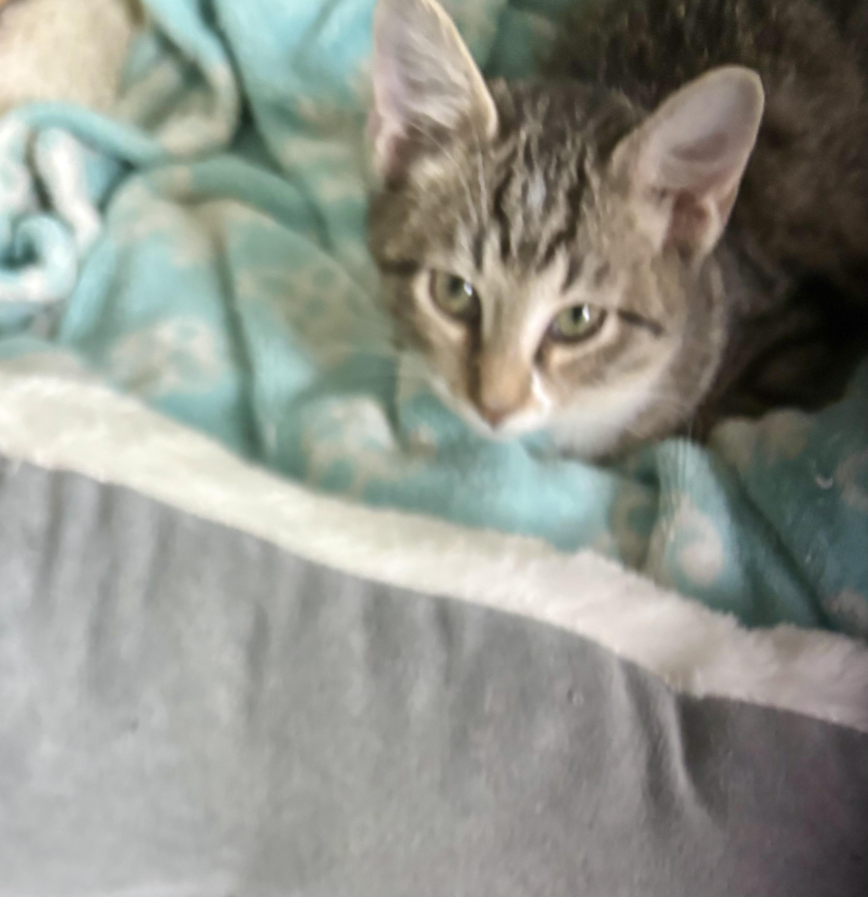 Mac, Adoptable, Kitten Male Tabby.