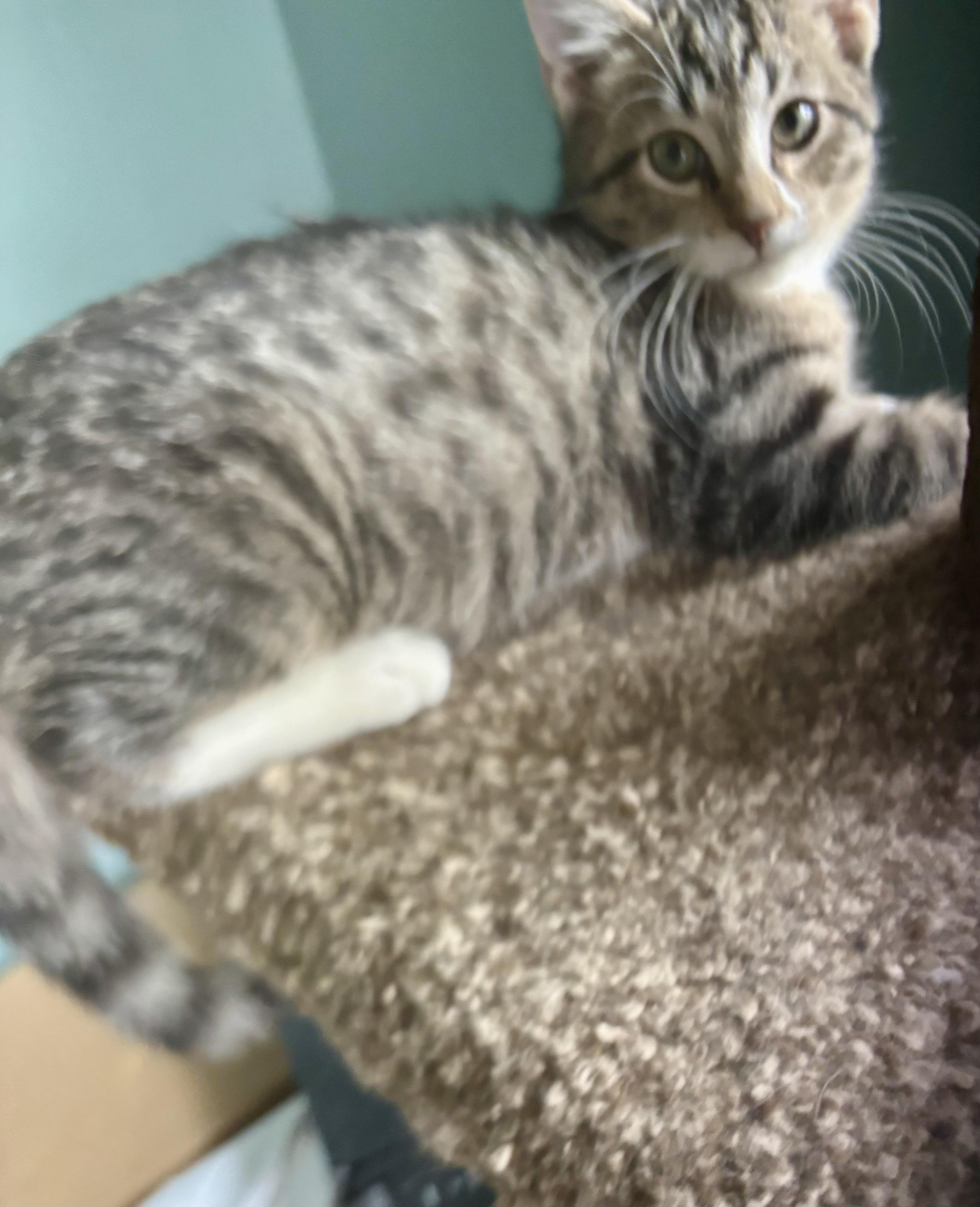 Mac, a Adoptable Tabby in Jeffersonville, IN image 2/2