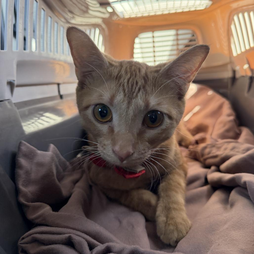 Sunny, Adoptable, Young Male Domestic Short Hair.